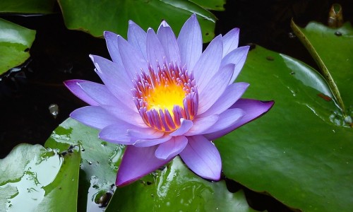 绿卫士清洁剂怎么打开-【绿卫士是杂牌子还是名牌】绿卫士漆质量好不好 - 绿卫士功效网